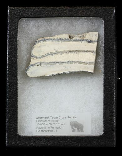 Mammoth Molar Slice - South Carolina #44094